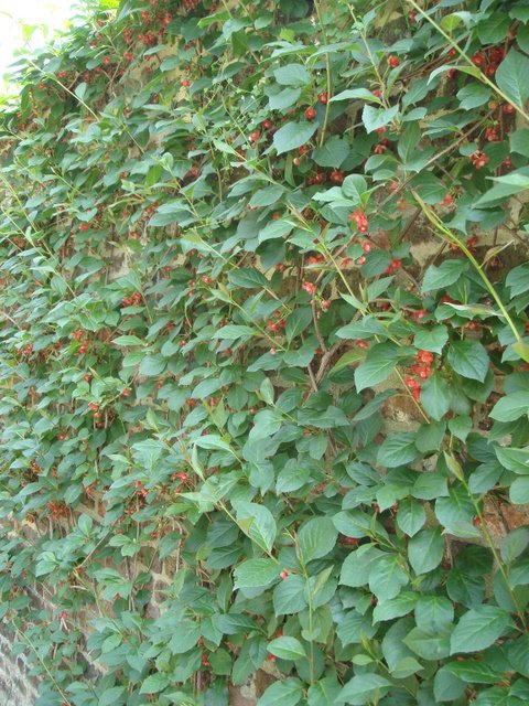 Schisandra rubriflora